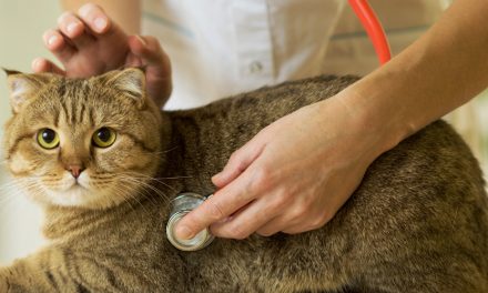 The cat and the vaccination