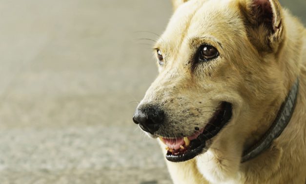 Come comportarsi se troviamo animali abbandonati o in difficoltà