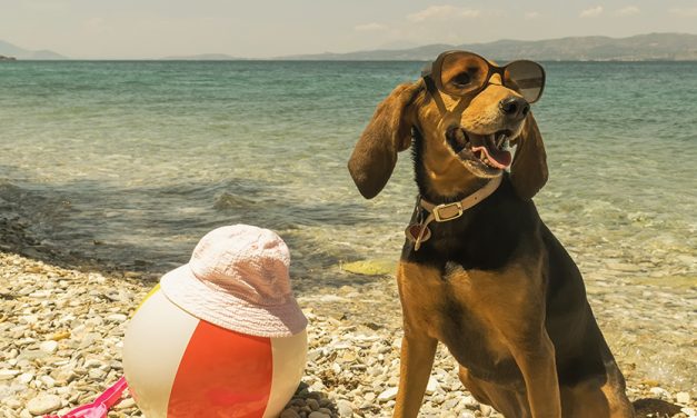 In spiaggia con i nostri amici a 4 zampe
