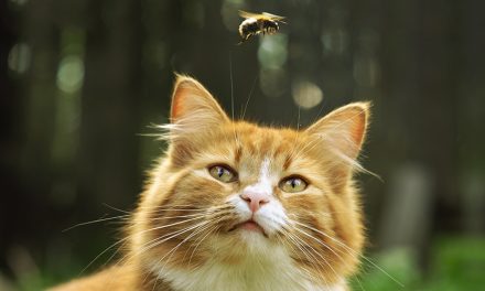 The danger of bees and wasps