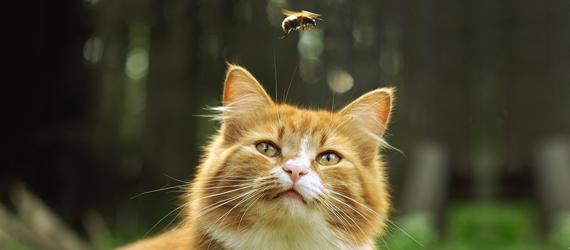 Il pericolo di api e vespe
