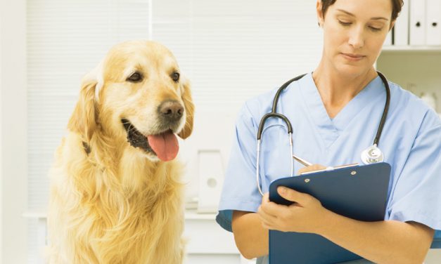 Le malattie genetiche o ereditarie dei cani di razza