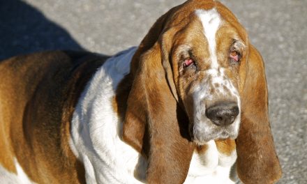 Ectropion and Entropion: our pets can have pains at their eyes as well