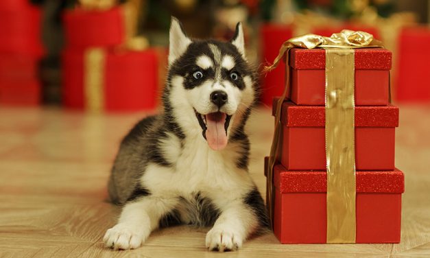 Un cucciolo sotto l’albero