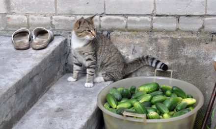 Cats and Cucumbers: pets’ oddities