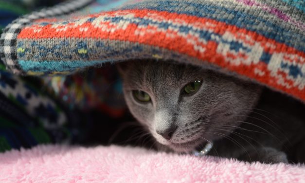 Animali domestici e inverno freddissimo: come proteggerli nel modo migliore