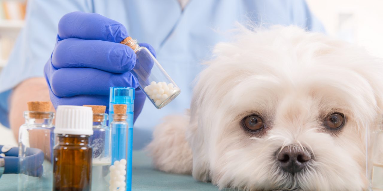 Quali Farmaci utilizzare per curare i nostri animali domestici