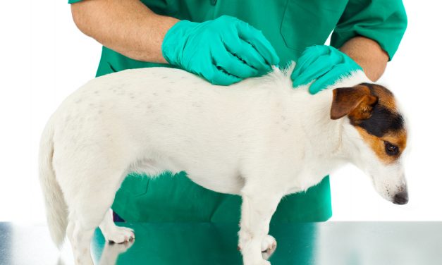 Pet e Antiparassitari