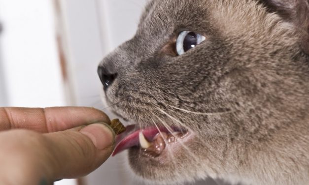 Come somministrare le medicine a cani e gatti