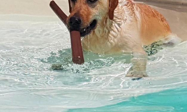 Gioco con gli animali in vacanza