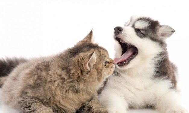Alitosi negli animali domestici