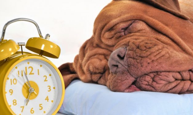 Cani che russano: quando occorre fare attenzione