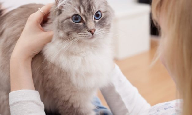 Gatti che “fanno la pasta”