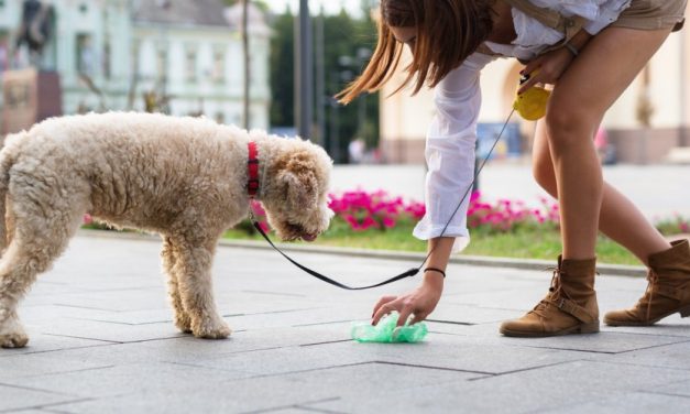 Animali domestici e… i loro bisognini!