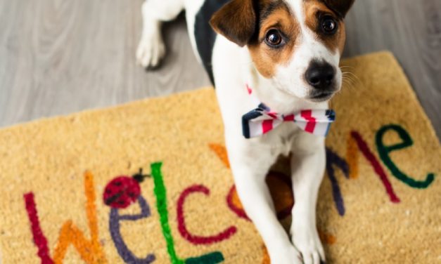 Quando arriva il nuovo cucciolo: avvertenze e prassi da seguire