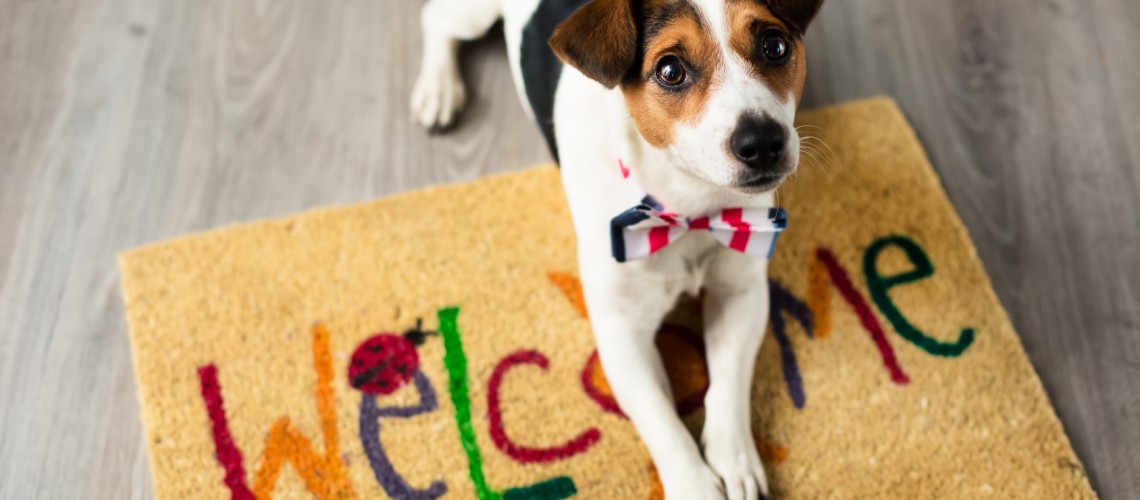 When a new puppy arrives home: a what to do list