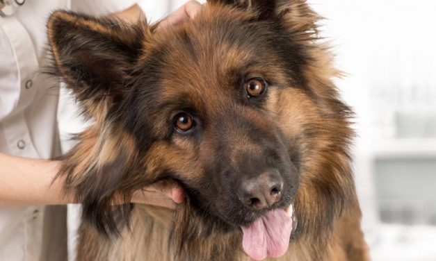 La sterilizzazione nel cane: chirurgica o chimica?