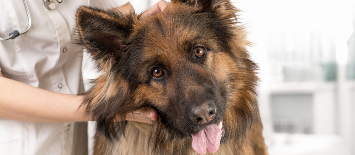 Dog Sterilization: surgical or chemical?