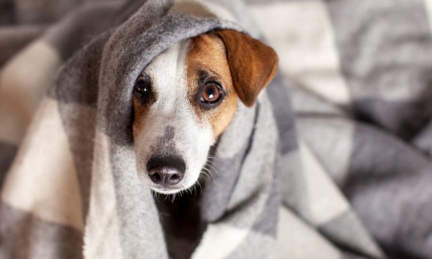 Il raffreddore nel cane