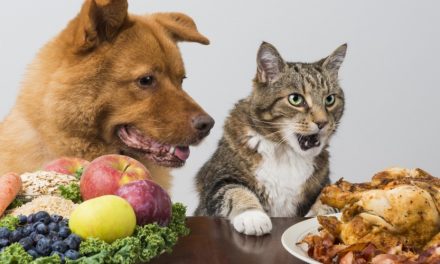 Diets in dogs and cats