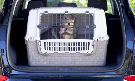 Travelling with pets