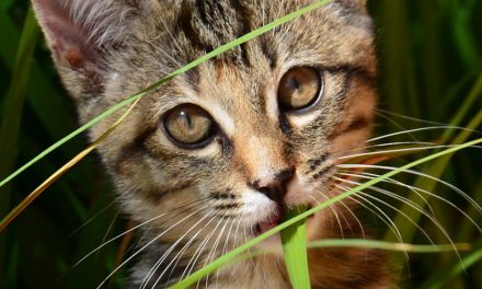 Plants and herbs in our pet’s diet