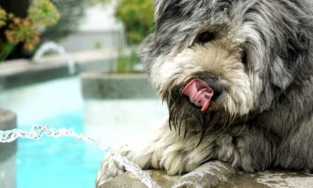 When do you have to control your pet’s thirst?