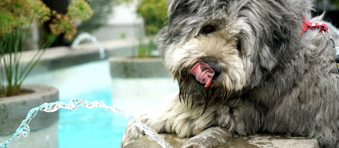 When do you have to control your pet’s thirst?