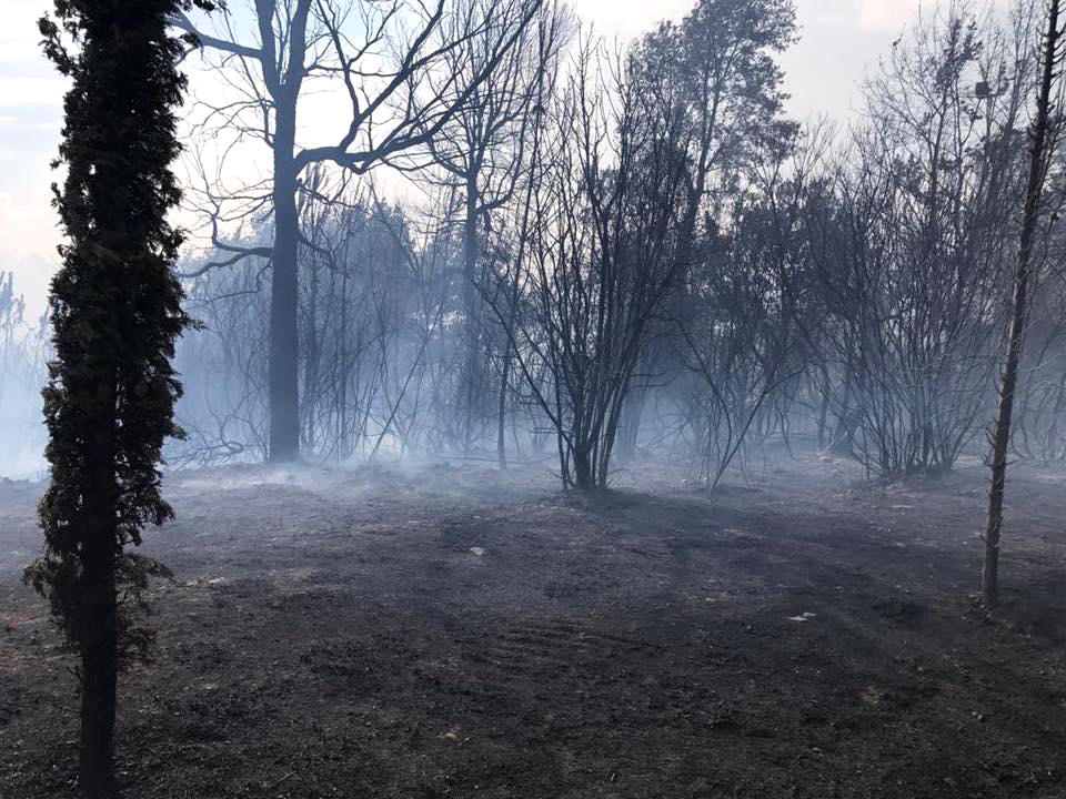 bosco in fiamme incendio